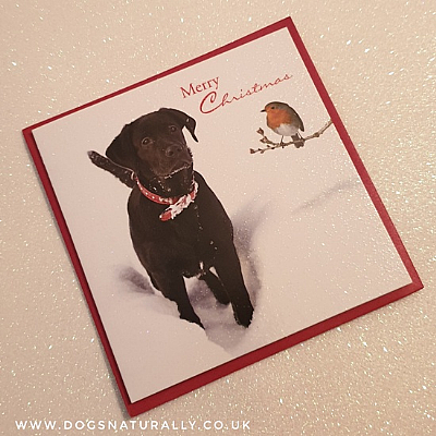 Snowy Greeting Black Labrador Christmas Card Pack